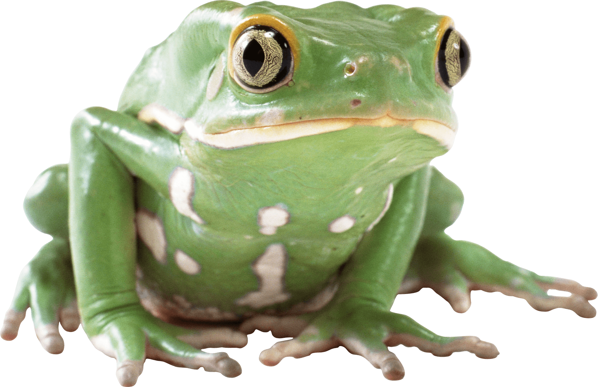 amphibian green frog